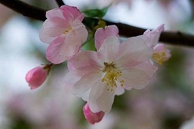 国产沙盒生存游戏《无径之林》Steam页面上线 发售日期待定